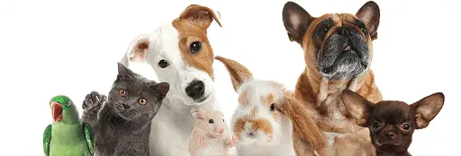 Logiciel de caisse animalerie